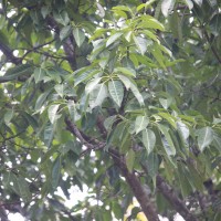 <i>Ficus amplissima</i>  Sm.